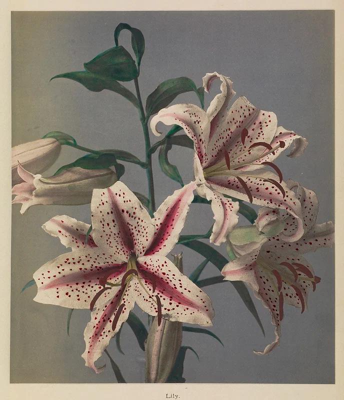 Раскрашенная вручную фотография цветов, Огава Кадзумаса, 1896