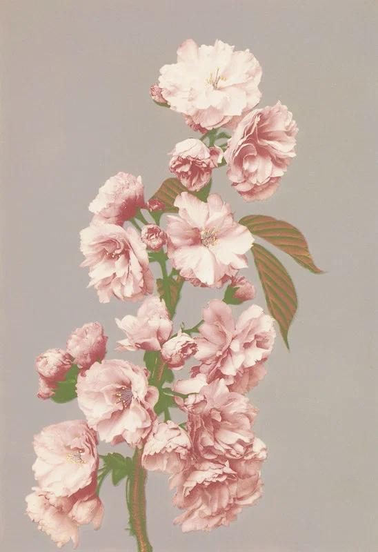 Раскрашенная вручную фотография цветов, Огава Кадзумаса, 1896